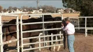 Equine Hospital at Colorado State University [upl. by Schiff207]