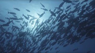 Ocean Surface 10 Hours of Relaxing Oceanscapes  BBC Earth [upl. by Gardol]