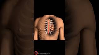 Heart Bypass Surgery  cardiology short [upl. by Webb100]