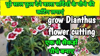 पूरे साल फूल देने वाला सर्दियों के पौधे की कटिंग लगाएंhow to grow Dianthus flower cuttings garden [upl. by Pedro118]