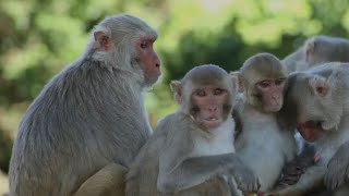 Rhesus Monkeys 🙉 43  Escaped in South Carolina LOCK YOUR DOORS🦧⚠️ [upl. by Vashtia]