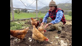 A Tour of Australias Best Chicken Coop Design as voted by Fat Cow Farm Tatong [upl. by Henry527]