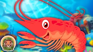 Learn About Shrimp  Animal Songs For Kids  KLT WILD [upl. by Africa]