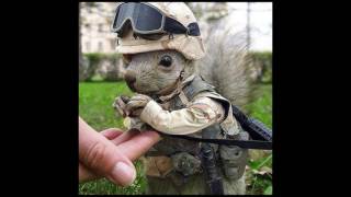 A Soldiers Memoir chipmunk version by Mitch Rossell [upl. by Sudnac260]