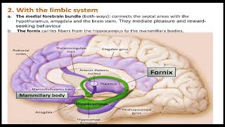 DIENCEPHALONHYPOTHALAMUS EPITHALAMUS SUBTHALAMUS 3rd VENTRICLE [upl. by Acir]