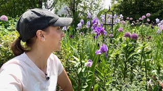 Interplanting Lilies Saponaria and Nigella  Bearded Iris Tour [upl. by Mars]