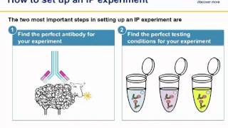 Advanced Immunoprecipitation IP [upl. by Ahsial61]