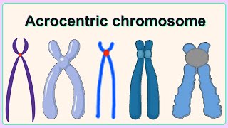 acrocentric chromosome [upl. by Ahsikram746]