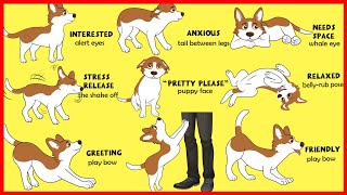 Dogs Body Language Explained [upl. by Rebeh158]