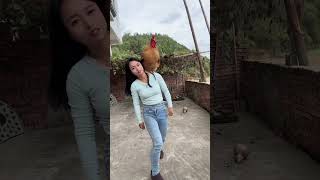 A big rooster that can understand human language a famous rooster on the Internet a fighter am [upl. by Eichman]