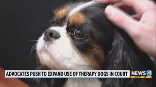 Advocates push to expand use of therapy dogs in court [upl. by Yerffej]