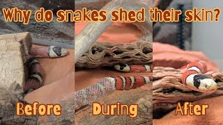 Why do snakes shed their skin Sierra the kingsnake is shedding [upl. by Scutt]