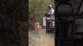 Mans Incredible Close Encounter with a Wild Lion – What Happens Next endangeredwildlife lion [upl. by Laine]