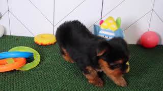 Yorkshire Terrier Puppy Trinie SD 480p [upl. by Sices]