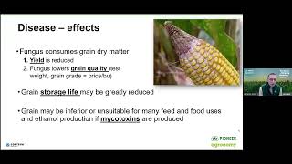 Pioneer Agronomy Webinar – Gibberella Ear Rot [upl. by Anirbus]