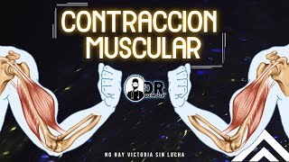 TEJIDO MUSCULAR  Contracción Muscular Parte 2  BIOLOGIAANATOMIA  Músculos  Histología [upl. by Ettesoj]