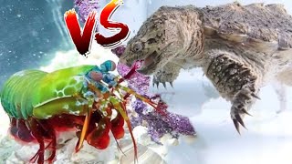 Godzilla Snapping Turtle vs Giant Mantis Shrimp EPIC BATTLE ROYALE [upl. by Nylahsoj]