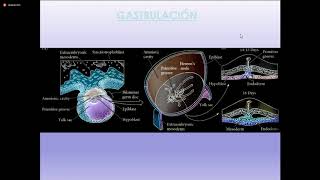 Embrio 1711  Gastrulación neurulación período somítico [upl. by Limann]