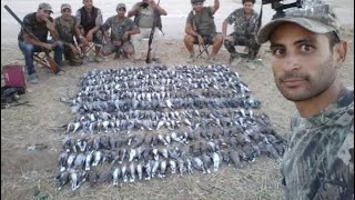 chasse aux tourterelle caza de paloma dove hunting صيد القميري 1200 in one day [upl. by Doersten]