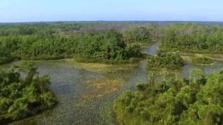 Okefenokee Swamp [upl. by Adnavoj]