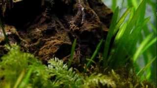 Moss and shrimp in the 350 Tank [upl. by Naerb]