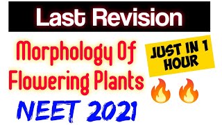 quotMorphology Of Flowering PlantsquotIn Just 1 Hour🔥🔥 Neet 2021 Final Revision [upl. by Peednam645]