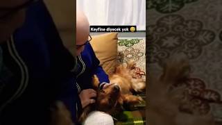 Dede ve Köpeğinin Sıcak Hikayesi cocker shorts [upl. by Jesse515]