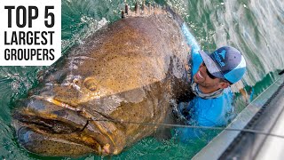 Top 5 Largest Goliath Groupers Caught [upl. by Enyalb]