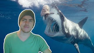 Fish Biologist reacts to quotMegalodons Real Appearancequot [upl. by Gower683]