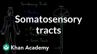 Somatosensory tracts  Organ Systems  MCAT  Khan Academy [upl. by Ynnub615]