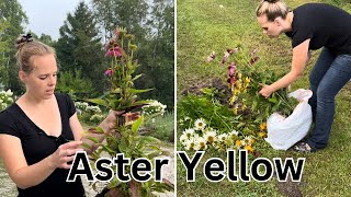 Throwing Away My Echinaceas Because Of Aster Yellow Disease  Simply Bloom [upl. by Alrick]