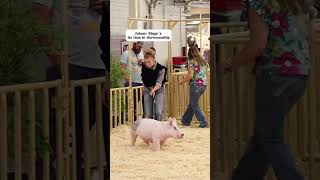 Explaining hog showmanship amp market amp the differences between them showpigs pigs livestockshow [upl. by Krystal]