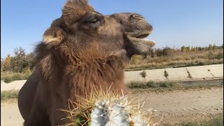 Camels can eat cactus with thorns [upl. by Scarface]