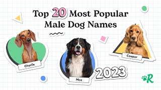 Top 20 Most Popular Male Dog Names in 2023 [upl. by Atrebor677]