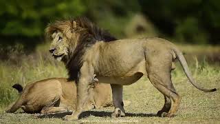 Lion mating courtship in Masai Mara Part I masaimara lions mating [upl. by Ilaire815]