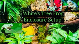 White’s Tree Frog Enclosure Setup [upl. by Amarillis31]