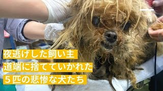 夜逃げした飼い主 道端に捨てていかれた ５匹の悲惨な犬たち [upl. by Sykes]