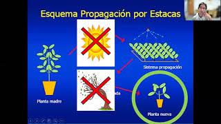 ¿Qué es la propagación vegetativa  Damián Sisaro [upl. by Thury33]