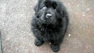 Baloo the Newfie Pup learning to sit [upl. by Moht]