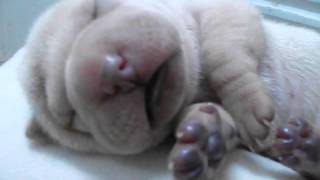 Filhote de Sharpei com 5 dias dormindo e sonhando Cherry EJ Terani [upl. by Rebme768]