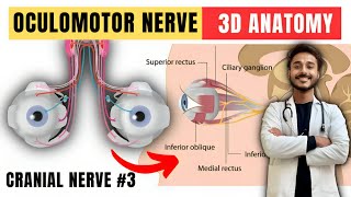 oculomotor nerve  cranial nerve anatomy  3rd cranial nerve anatomy [upl. by Rodgiva]