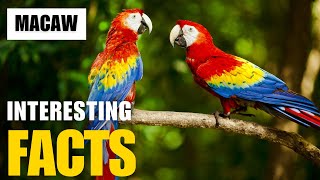 Exploring the Fascinating World of Macaw  Interesting Facts  The Beast World [upl. by Irwin79]