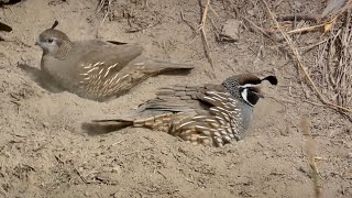 California Quails Dust Bathing [upl. by Nodnar]