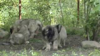 Caucasian ovcharka puppies 6  65 weeks old ECHINUS kennel [upl. by Ruffin890]