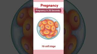 Pregnancy in 20 Seconds From Conception to Birth pregnant baby September 13 2024 [upl. by Luar402]