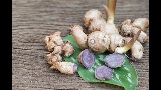 Black Ginger Natural Energy Booster Malaysia [upl. by Adlay]