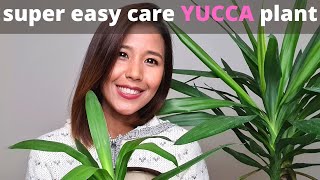 Tips for easy care Yucca plant  How to propagate Yucca plant [upl. by Lionel822]