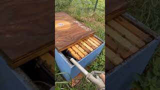 Hydrating the Hive 🐝💧 Adding Water to the Honeycombs beekeeping HiveCare honeycomb [upl. by Wharton]