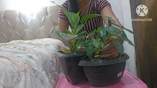 Today the video is about the plants two beautiful plant pots [upl. by Ida]