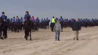 400 Friese paarden op het strand in Callantsoog recordpoging [upl. by Carrel]